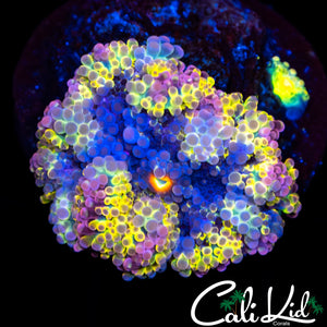 SOLOMAN RAINBOW YUMA W/ BABY