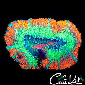 RARE ASIAN ACAN