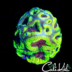 PRIZM EYE PLATY
