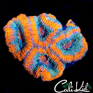CREAMSICLE MICRO