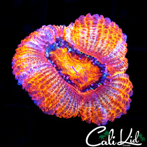RAINBOW ACAN LORD