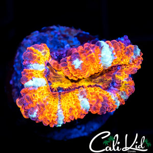 WHITE STRIPE ACAN
