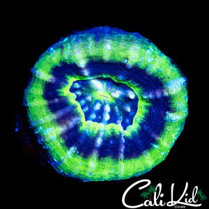 BEAUTIFUL UFO SCOLY