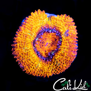 RARE BANANA TYPE ACAN