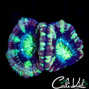 PURPLE ASIAN ACAN DOUBLE