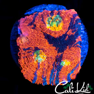 CRAZY EYE RAINBOW CHALICE
