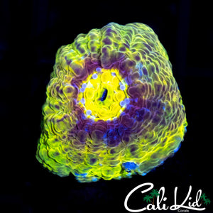 SOLOMAN RAINBOW CHALICE FRAG