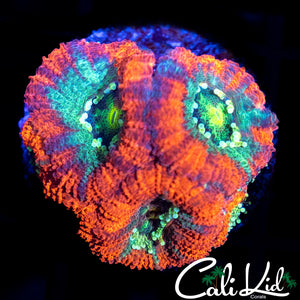 RED RIM ASIAN ACAN TRIPLE