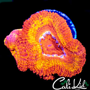 FLAMETHROWER ACAN DOUBLE