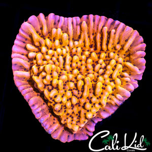 RR SPICY INFERNO CHUNK