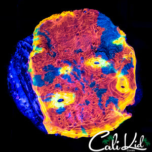 CB RAINBOW CRUSH CHALICE