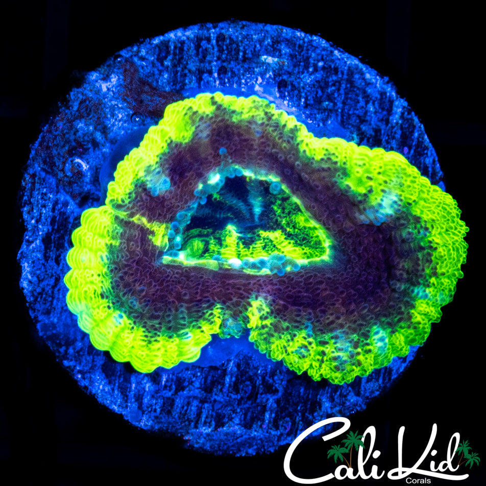 RARE ASIAN ACAN
