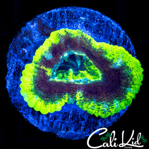 RARE ASIAN ACAN
