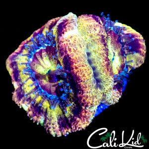 ULTIMATE RAINBOW ASIAN ACAN DOUBLE