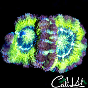 RAINBOW RIM ASIAN ACAN DOUBLE