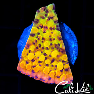 RAINBOW PHOENIX MONTI
