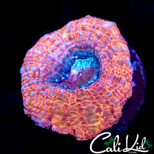 PEACH MORPH BOWER