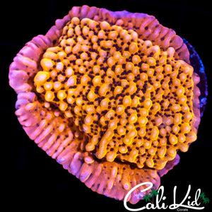 RR SPICY INFERNO CHUNK