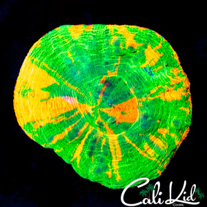 SUPER BRIGHT REVERSE BLEEDING APPLE SCOLY