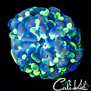 SPLATTER BRANCHING HAMMER