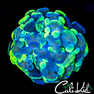 SPLATTER BRANCHING HAMMER