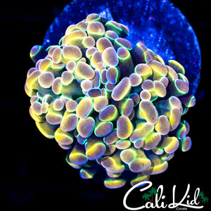 RAINBOW CLOVE POLYPS FRAG