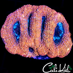 PEACH BOWER MINI COLONY
