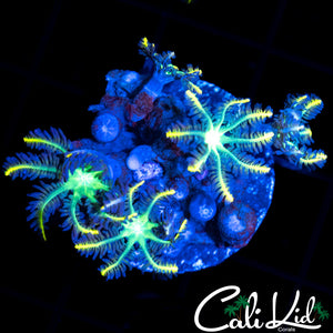 RAINBOW CLOVE POLYPS FRAG