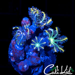 RAINBOW CLOVE POLYPS FRAG