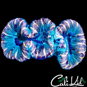 BEAUTIFUL ULTRA TRACHY