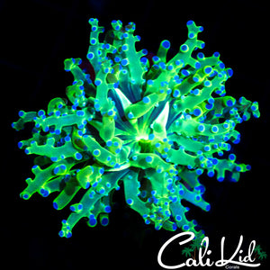 PURPLE / GREEN FROGSPAWN BRANCHING