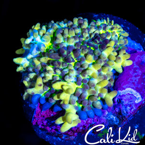 CK HULK SMASH BUBBLE SHROOM