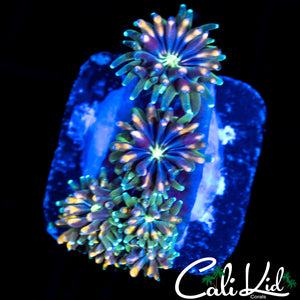 CK KALEIDOSCOPE GALAXIA