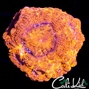 FLAMETHROWER BOWER MINI COLONY
