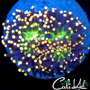 AMAZING GREEN MOUTH TORCH