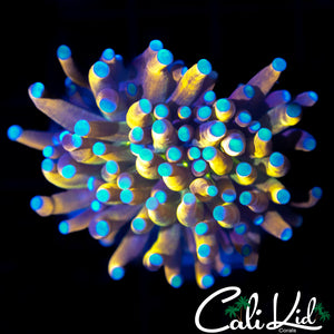 MYSTERY TEAL TIP TORCH