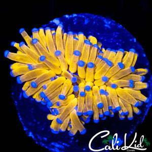 INDO 24K TORCH