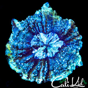 ULTRA ACANTHOPHYLLIA MEAT CORAL