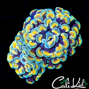 GOLD / TEAL BRANCHING HAMMER