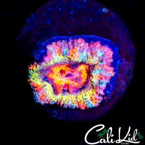 INSANE RAINBOW ACAN