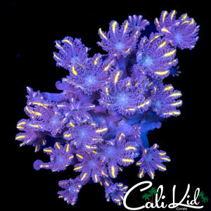 RAINBOW CLOVE POLYPS