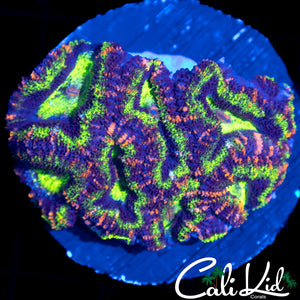 MAZE ACAN MINI COLONY