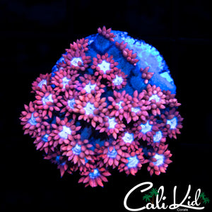 HOT PINK GONI