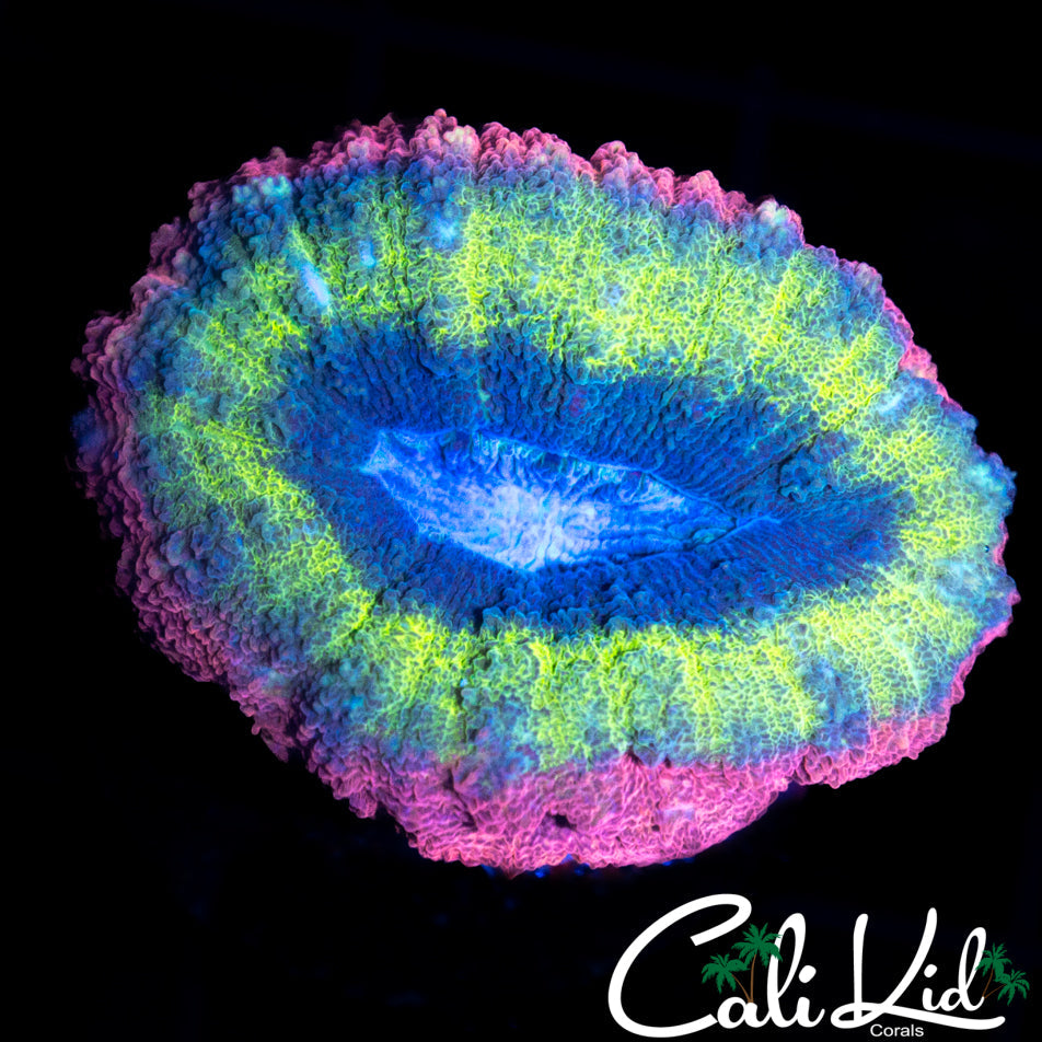 RAINBOW PINK RIM LOBO