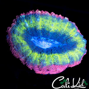 RAINBOW PINK RIM LOBO