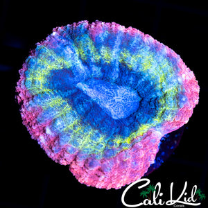 RAINBOW PINK RIM LOBO