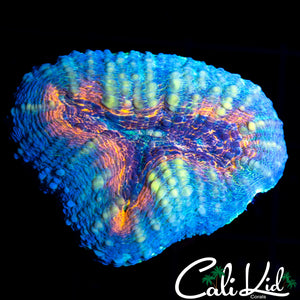 BUBBLE SKIN LOBO