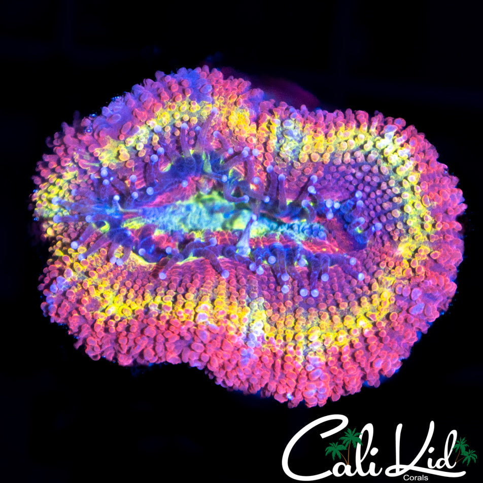 RAINBOW ACAN LORD LARGE