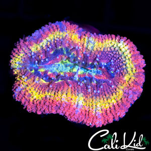 RAINBOW ACAN LORD LARGE