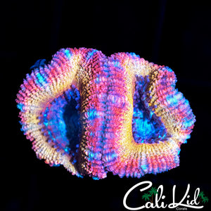RAINBOW ACAN DOUBLE